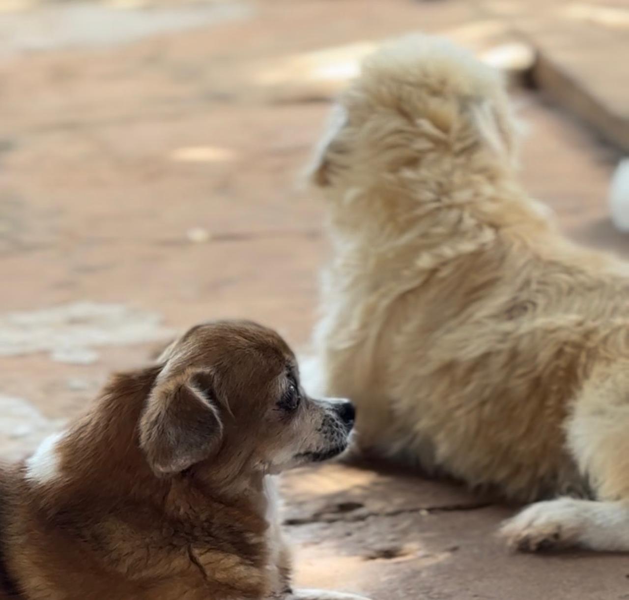 Cães acolhidos pelo Cantinho de Proteção Animal
