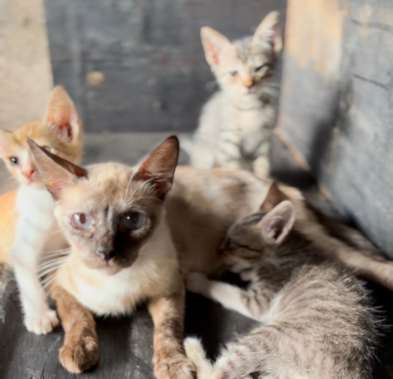 Filhotes de gatos acolhidos pelo projeto