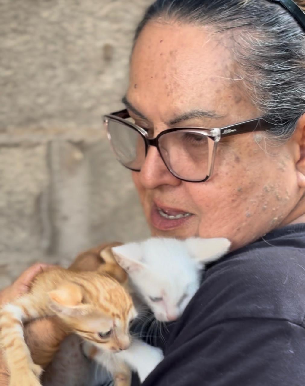 Cuidadora acolhe filhotes de gatos